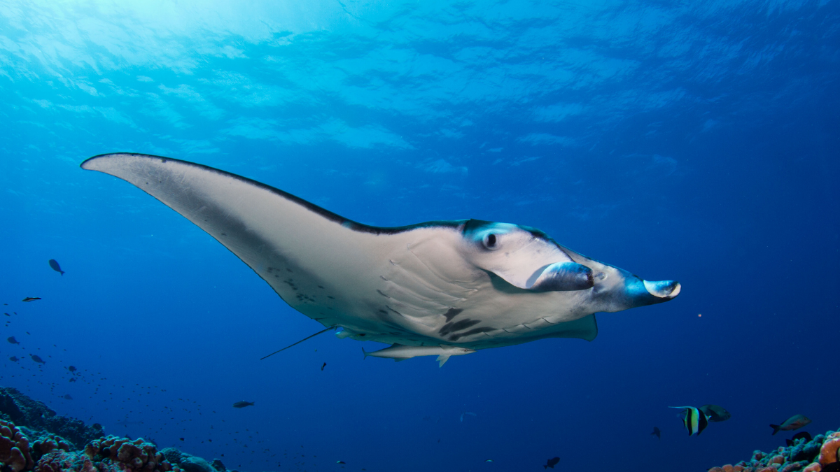 Are Manta Rays Dangerous? Debunking Hawaii Night Snorkel Myths