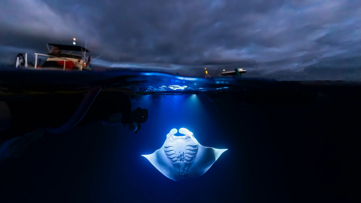 Kona Private Charter Styles: Catamaran, RHIB, or Canoe?