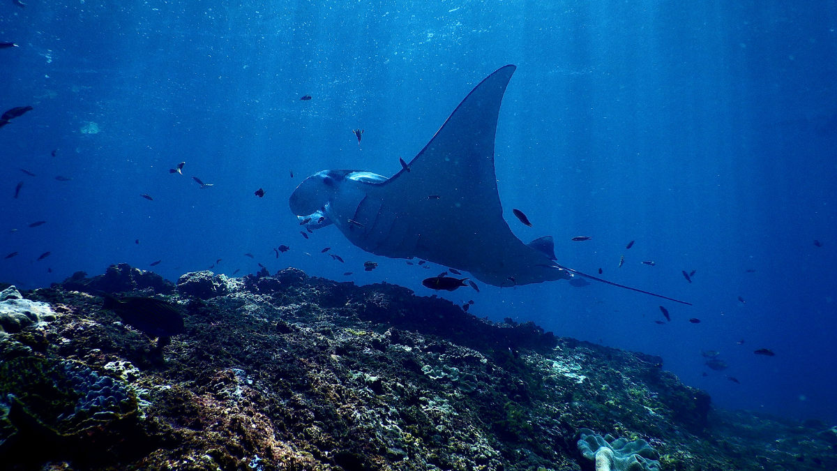 How Manta Ray Night Snorkels Work: The Science Explained