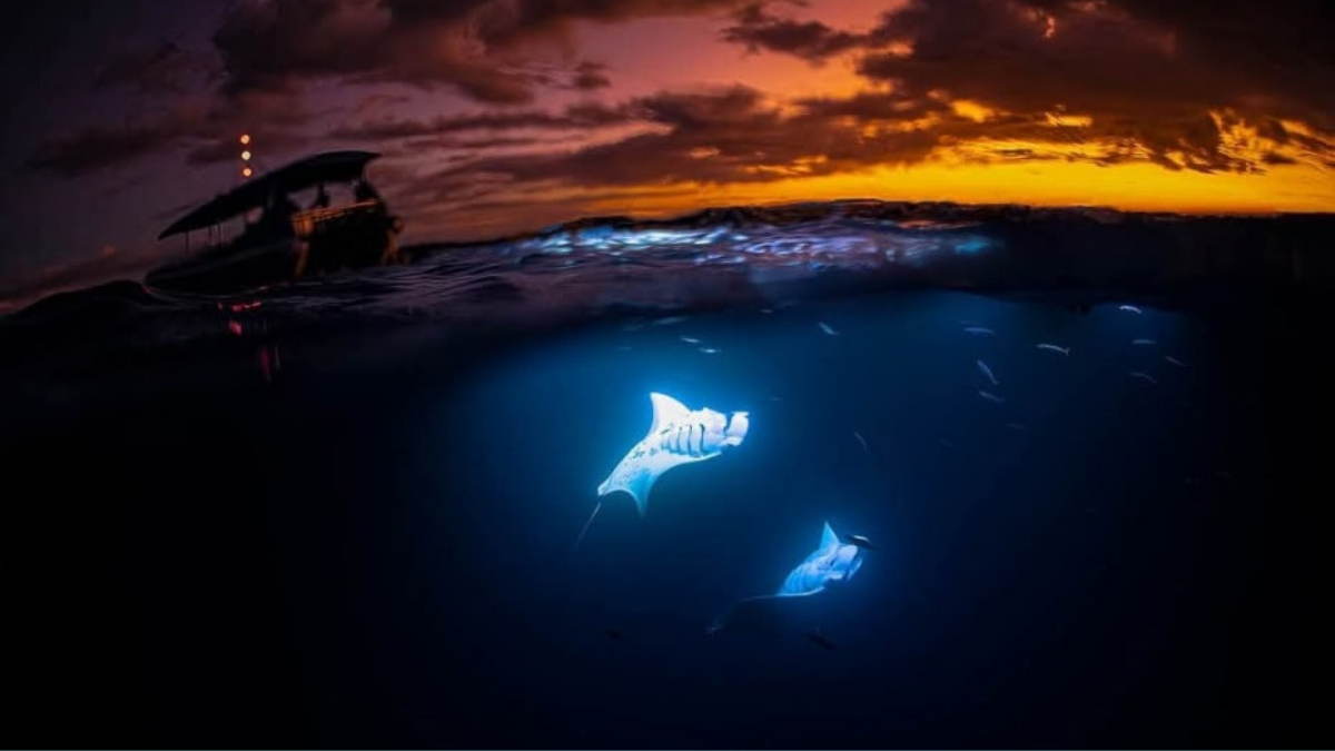 August Kona Manta Ray Snorkel: Summer Conditions & Tour Guide