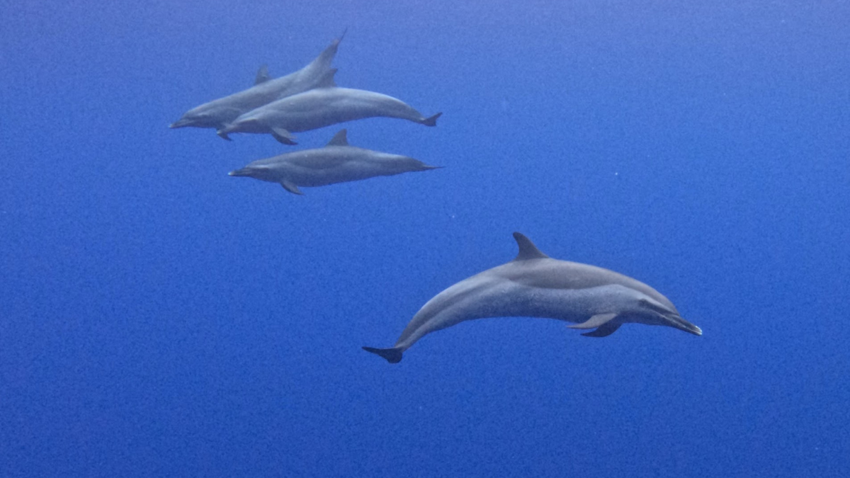 Beyond the Mantas: Discovering Spinner Dolphins on the Big Island