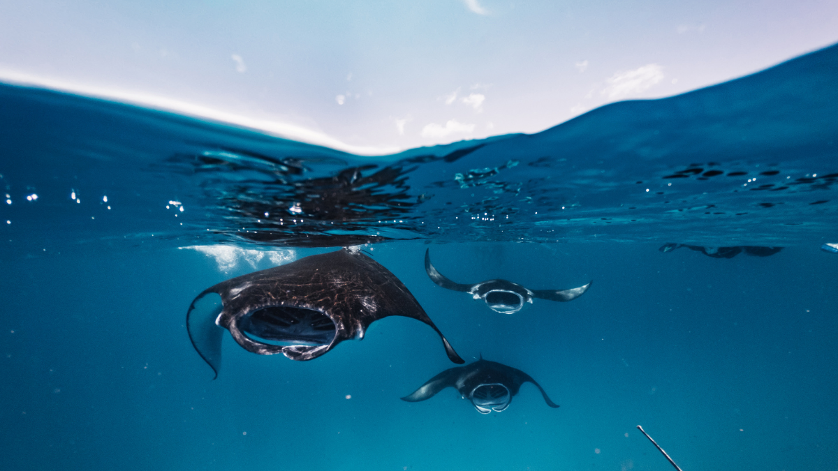The Science of the Night Ballet: How Kona’s Manta Ray Feeding Experience Works
