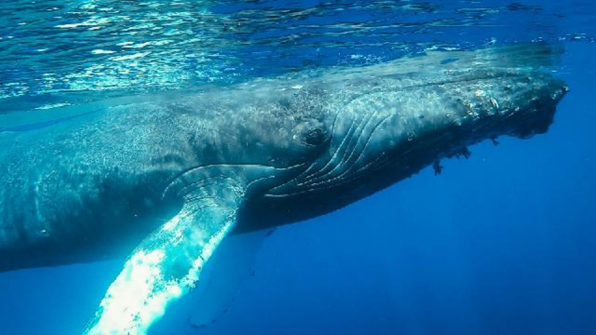 How to Plan the Perfect September Private Charter on the Big Island