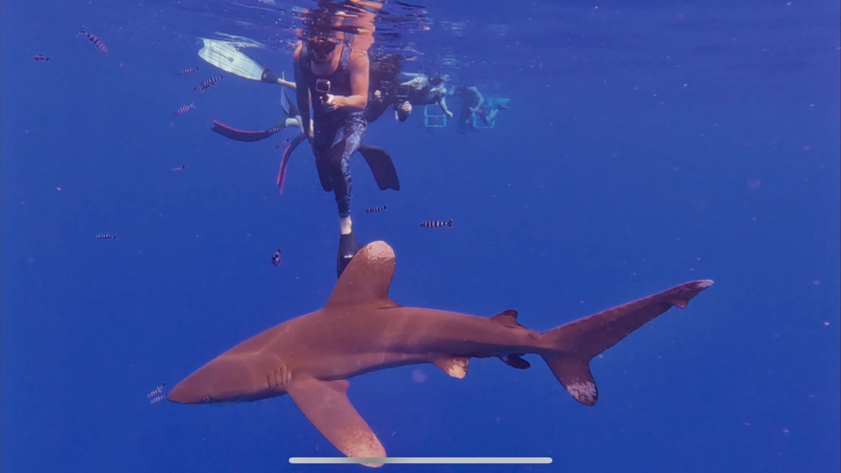 Manta Rays & Spinner Dolphins: A Guide to Kona’s Most Incredible Marine Life
