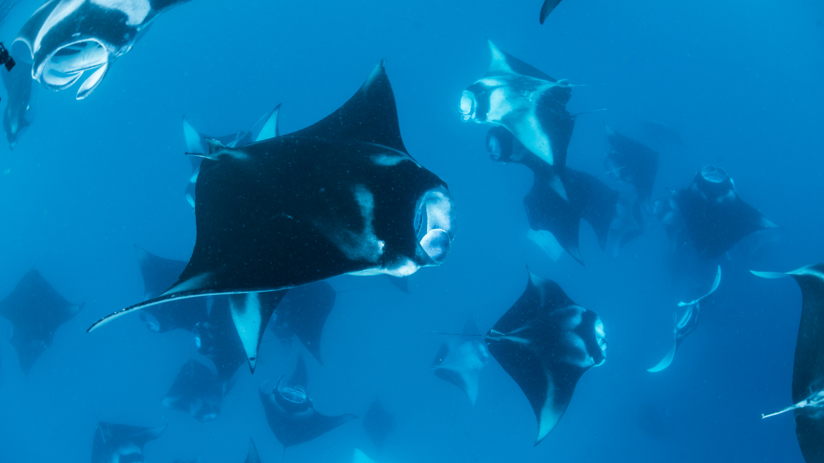 Kona Manta Ray Tour October: Why It’s the Best Fall Experience