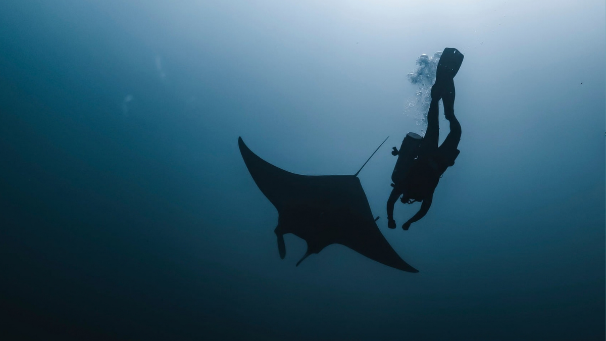 Manta Ray Night Snorkel Kona: First-Timer Guide & Expectations