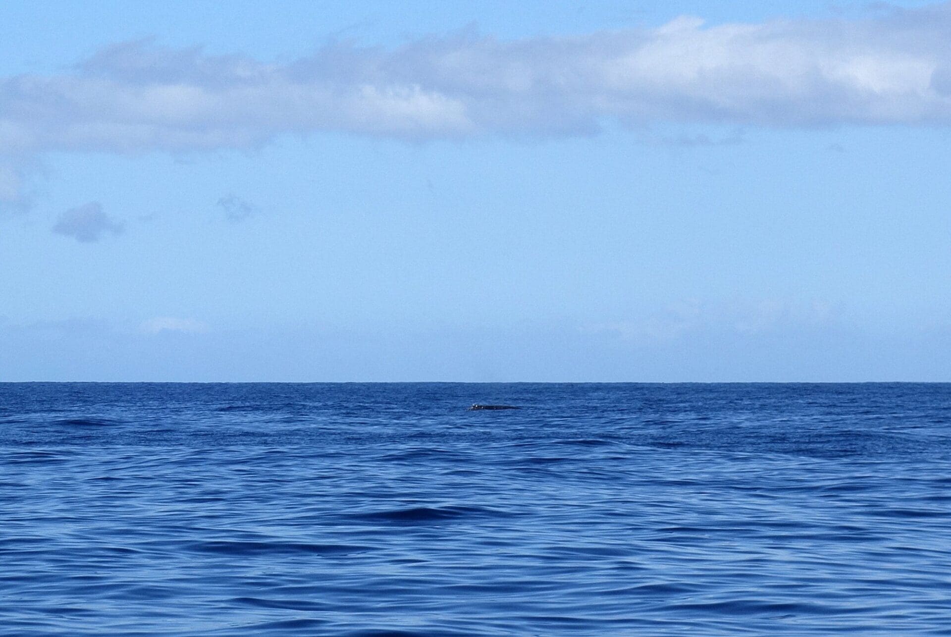 As Whale Season Approaches…