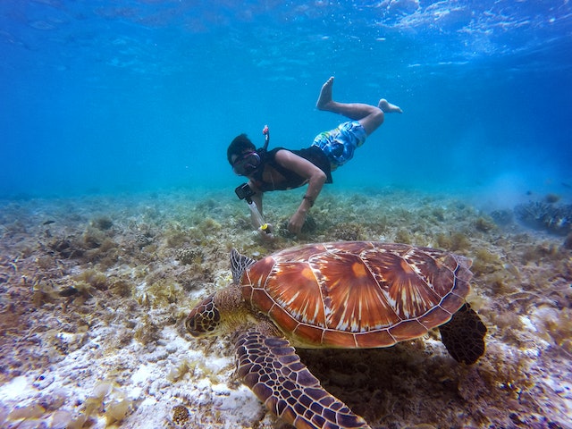 How to Prepare for a Kona Snorkeling Tour