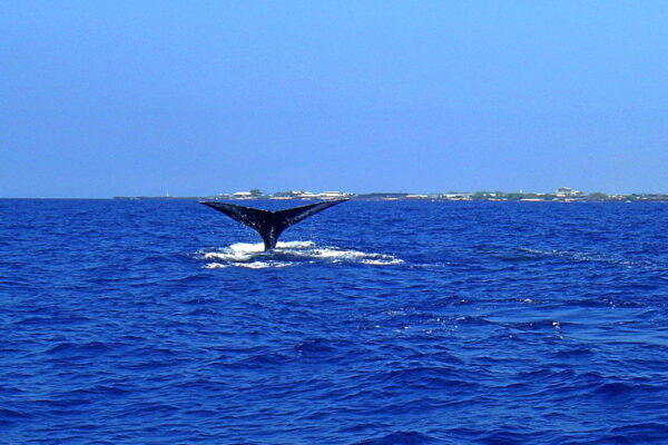 Manta Ray & Kona Ocean Tours | Sunlight on the Water