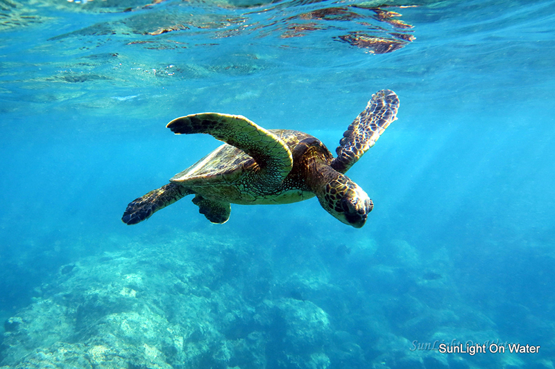Manta Ray & Kona Ocean Tours | Sunlight on the Water