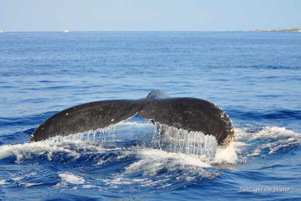 Manta Ray & Kona Ocean Tours | Sunlight on the Water