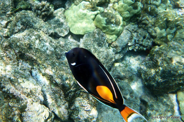 Manta Ray & Kona Ocean Tours | Sunlight on the Water