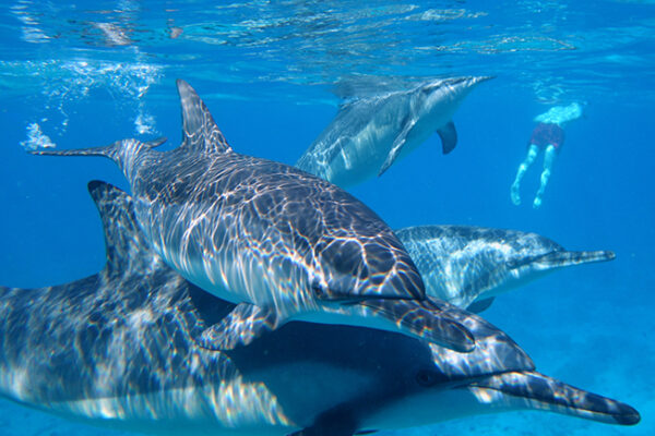 Manta Ray & Kona Ocean Tours | Sunlight on the Water