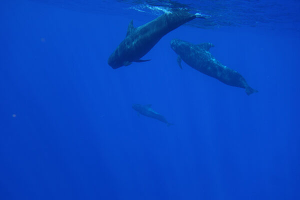 Manta Ray & Kona Ocean Tours | Sunlight on the Water