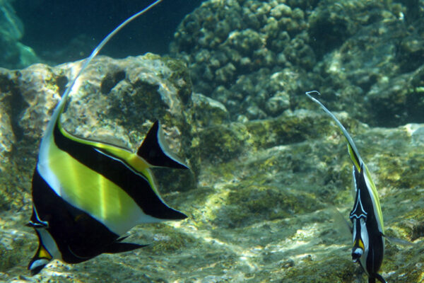 Manta Ray & Kona Ocean Tours | Sunlight on the Water
