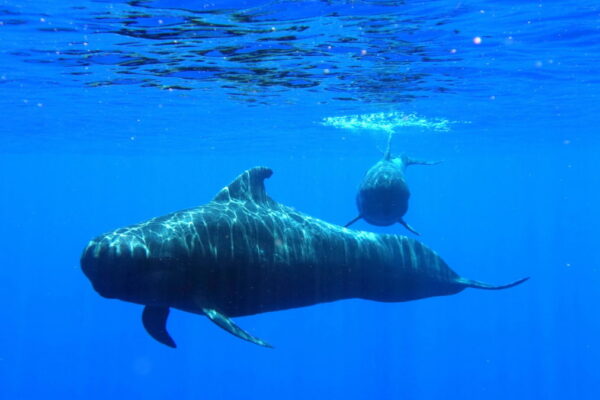 Manta Ray & Kona Ocean Tours | Sunlight on the Water