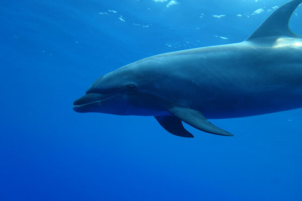 Manta Ray & Kona Ocean Tours | Sunlight on the Water