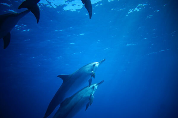 Manta Ray & Kona Ocean Tours | Sunlight on the Water