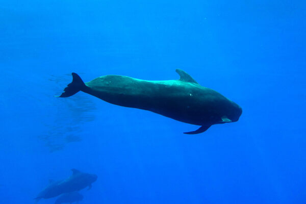Manta Ray & Kona Ocean Tours | Sunlight on the Water