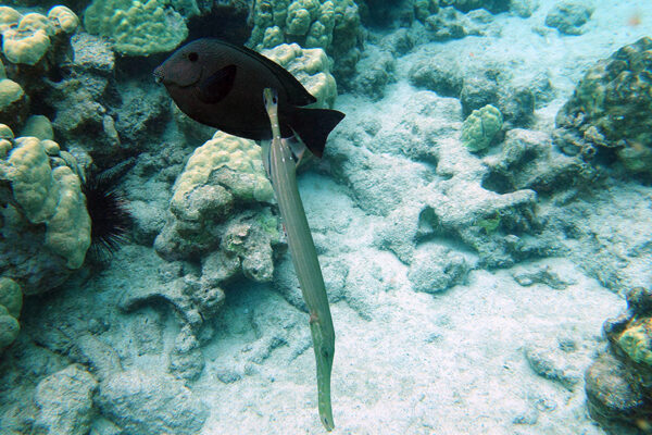 Manta Ray & Kona Ocean Tours | Sunlight on the Water