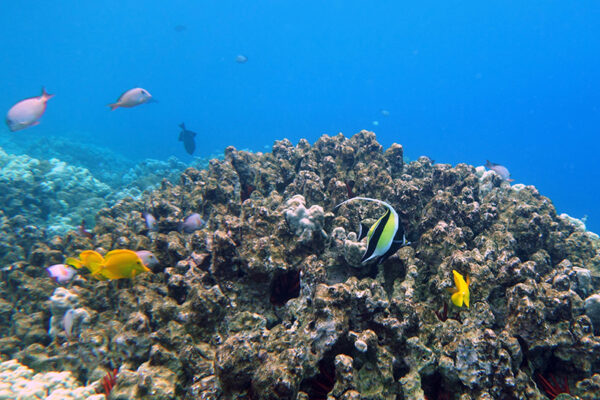 Manta Ray & Kona Ocean Tours | Sunlight on the Water