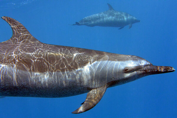 Manta Ray & Kona Ocean Tours | Sunlight on the Water