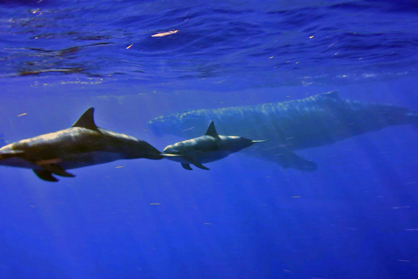 Manta Ray & Kona Ocean Tours | Sunlight on the Water
