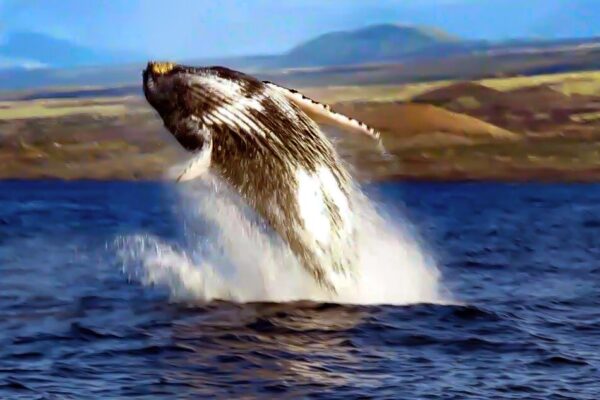 Manta Ray & Kona Ocean Tours | Sunlight on the Water