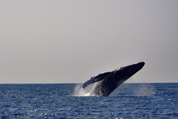 Manta Ray & Kona Ocean Tours | Sunlight on the Water