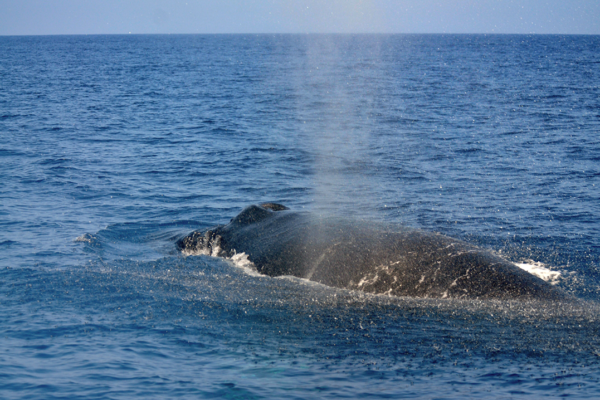 Manta Ray & Kona Ocean Tours | Sunlight on the Water