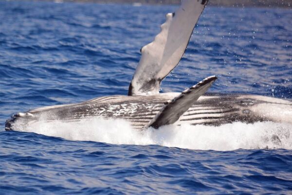 Manta Ray & Kona Ocean Tours | Sunlight on the Water
