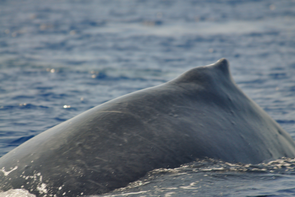 Manta Ray & Kona Ocean Tours | Sunlight on the Water