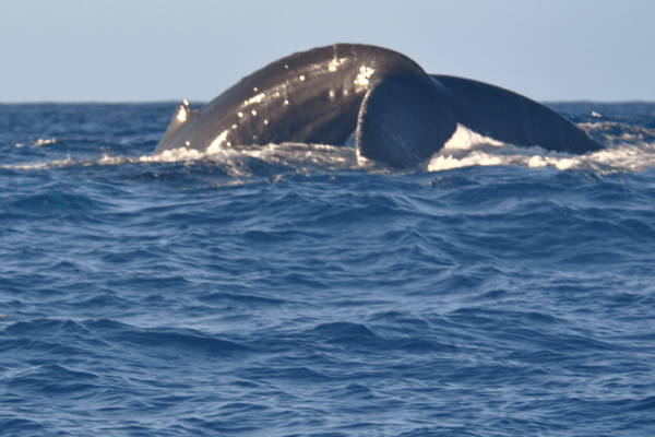 Manta Ray & Kona Ocean Tours | Sunlight on the Water
