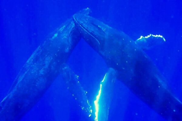 Manta Ray & Kona Ocean Tours | Sunlight on the Water