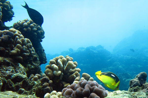 Manta Ray & Kona Ocean Tours | Sunlight on the Water
