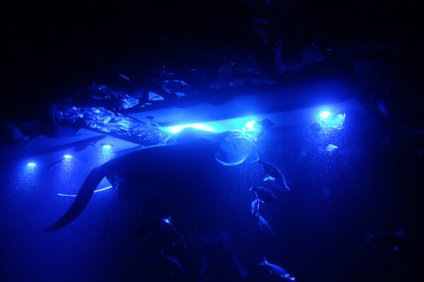 Manta Ray & Kona Ocean Tours | Sunlight on the Water
