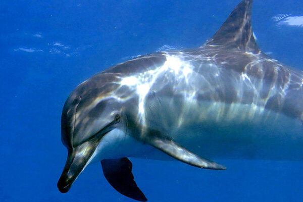 Manta Ray & Kona Ocean Tours | Sunlight on the Water