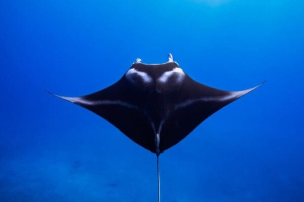 Manta Ray & Kona Ocean Tours | Sunlight on the Water