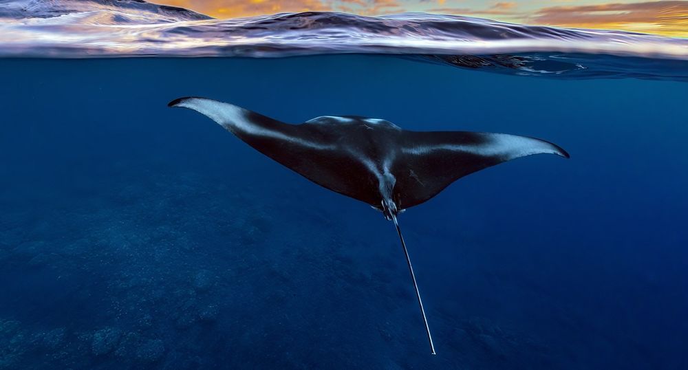 Humpback Whale Facts & Migration Patterns | Manta Ray & Kona Ocean
