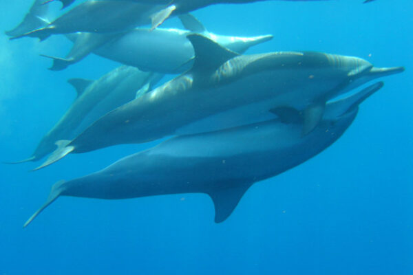 Manta Ray & Kona Ocean Tours | Sunlight on the Water