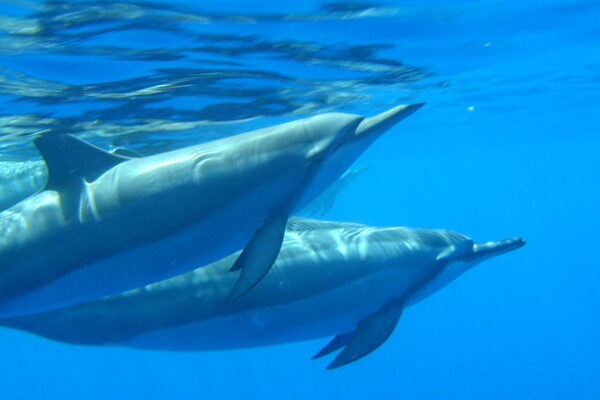 Manta Ray & Kona Ocean Tours | Sunlight on the Water