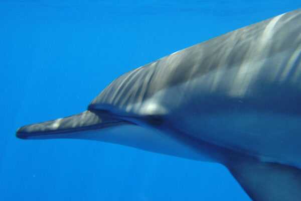 Manta Ray & Kona Ocean Tours | Sunlight on the Water