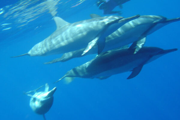 Manta Ray & Kona Ocean Tours | Sunlight on the Water