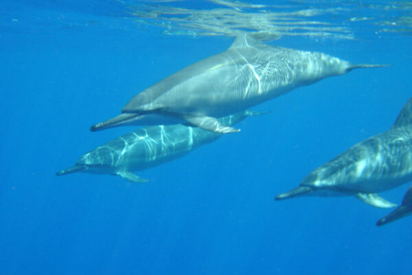 Manta Ray & Kona Ocean Tours | Sunlight on the Water
