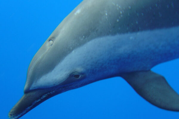 Manta Ray & Kona Ocean Tours | Sunlight on the Water