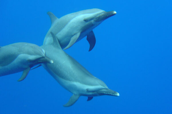Manta Ray & Kona Ocean Tours | Sunlight on the Water