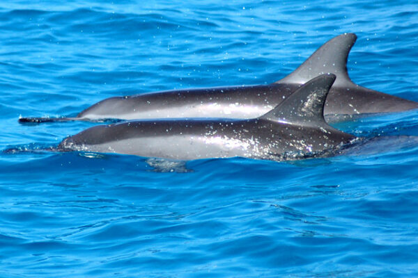 Manta Ray & Kona Ocean Tours | Sunlight on the Water