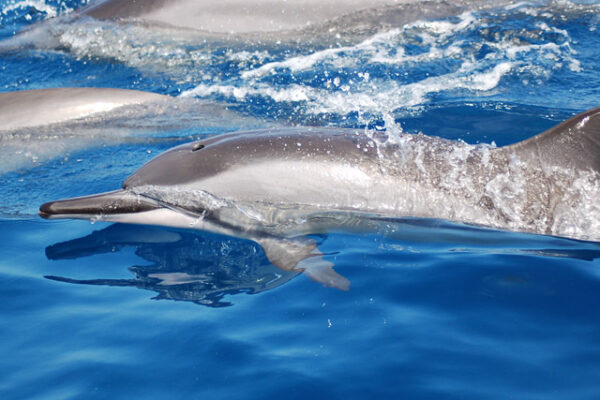 Manta Ray & Kona Ocean Tours | Sunlight on the Water
