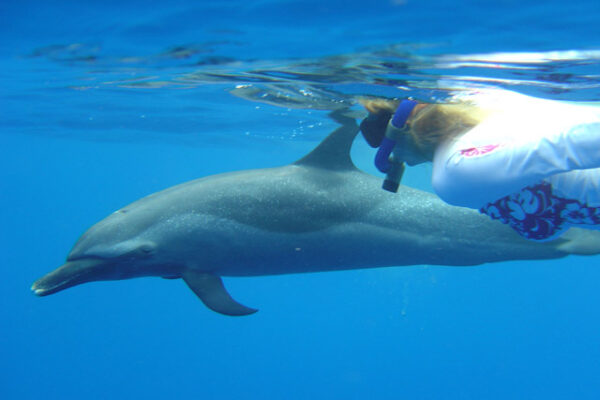 Manta Ray & Kona Ocean Tours | Sunlight on the Water