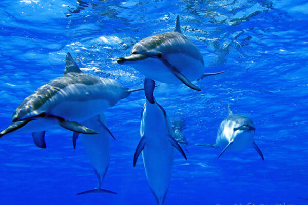 Manta Ray & Kona Ocean Tours | Sunlight on the Water